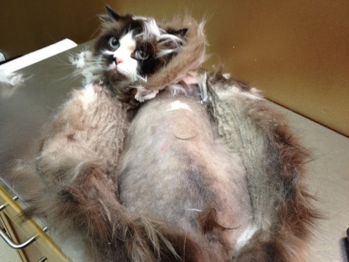 What exactly is matting in cats?